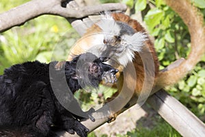 Black lemur, Eulemur m. macaco, Mutual hair care photo