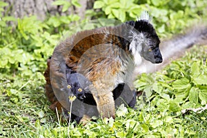 Black lemur, Eulemur m. macaco, Mutual hair care photo