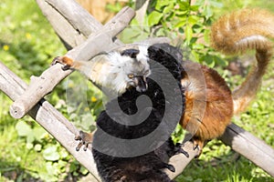 Black lemur, Eulemur m. macaco, Mutual hair care photo