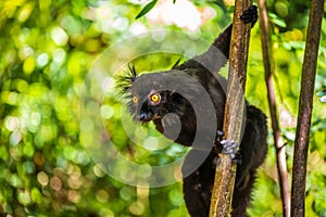 Black Lemur Eulemur macaco