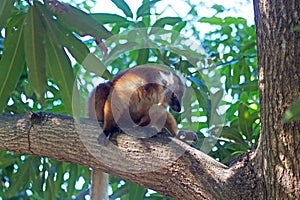 Black lemur (Eulemur macaco)