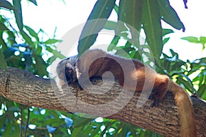 Black lemur (Eulemur macaco)