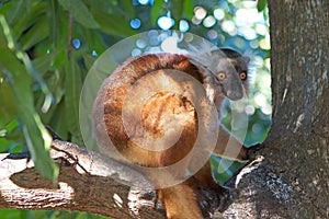 Black lemur (Eulemur macaco)