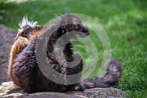 Black Lemur (Eulemur macaco) photo