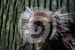 Black Lemur (Eulemur macaco)