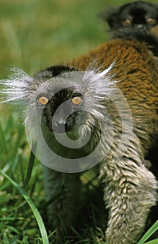 Black Lemur, eulemur macaco, Female photo