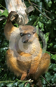 Black Lemur, eulemur macaco, Female standing on Branch photo