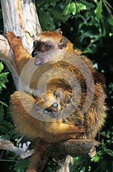 Black Lemur, eulemur macaco, Female with Young photo