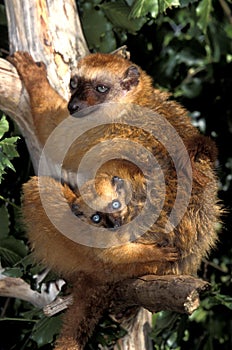 Black Lemur, eulemur macaco, Female with young standing on Branch photo