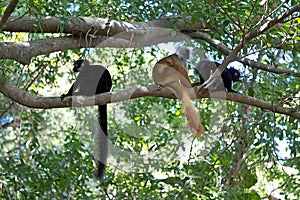 Black Lemur (Eulemur macaco) photo