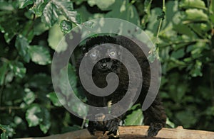 BLACK LEMUR eulemur macaco, MALE ON BRANCH AGAINST GREEN FOLIAGE photo