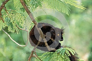 BLACK LEMUR eulemur macaco, MALE HANGING FROM BRANCH, MADAGASCAR photo
