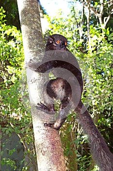 Black lemur (Eulemur macaco) photo