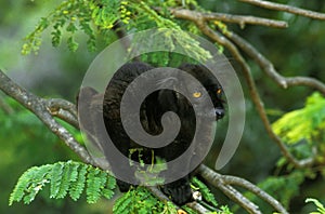 Black Lemur, eulemur macaco, Male standing on Branch photo