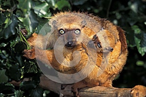 Black Lemur, eulemur macaco, Mother with Young standing on Branch photo