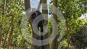 A black lemur Eulemur macaco is sitting on a tree trunk, looking down. photo