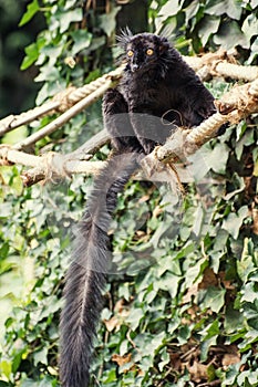 Black lemur (Eulemur macaco)
