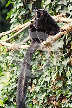 Black lemur (Eulemur macaco) photo