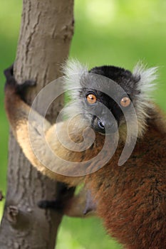 Black lemur female