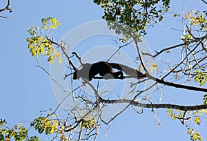 Black lemur about to jump in Nosy Komba, Madagascar photo