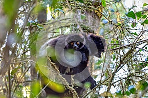 Black lemur Milne-Edwards\'s sifaka with baby, Propithecus edwardsi, Madagascar wildlife animal photo