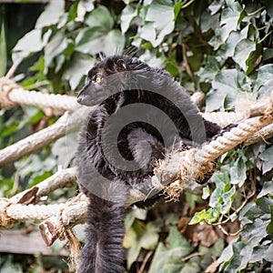 Black lemur on the rope