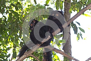 Black lemurs (Eulemur macaco) photo