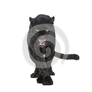 Black Leopard (6 years)