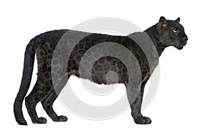 Black Leopard (6 years)