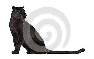 Black Leopard (6 years)