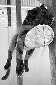 Black leopard