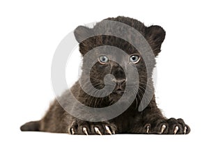 Black Leopard cub facing and lying down, 3 weeks old