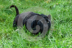 Black Leopard Ready to Pounce in Long Grass