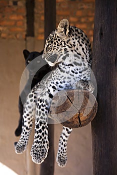 Black leopard and spottet leopard