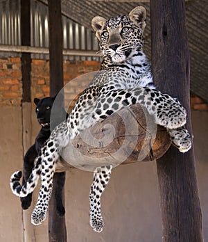 Black leopard and spottet leopard