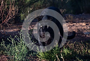 Black leopard stalking through the grass