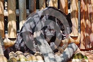 A black leopard is tidying its paws in the zoo