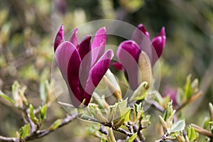 Black lily magnolia Magnolia liliiflora `nigra` flowers