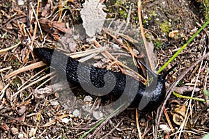 Black limax in forest