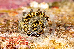 Black Linded Sapsucking Slug , Cyerce nigra