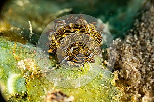 Black Linded Sapsucking Slug , Tiger Butterfly