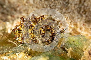 Black Linded Sapsucking Slug , Tiger Butterfly