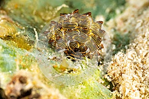 Black Linded Sapsucking Slug , Tiger Butterfly