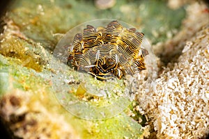 Black Linded Sapsucking Slug , Tiger Butterfly