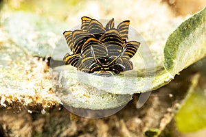 Black Linded Sapsucking Slug , Tiger Butterfly