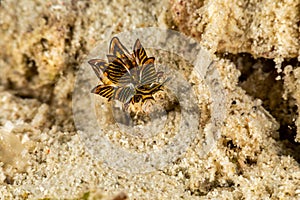 Black Linded Sapsucking Slug , Tiger Butterfly