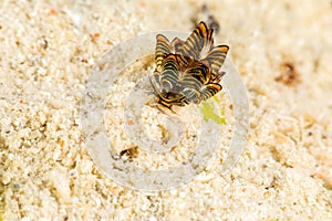 Black Linded Sapsucking Slug , Tiger Butterfly