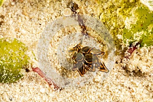 Black Linded Sapsucking Slug , Tiger Butterfly