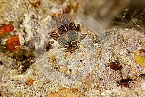 Black Linded Sapsucking Slug , Tiger Butterfly