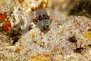 Black Linded Sapsucking Slug , Tiger Butterfly